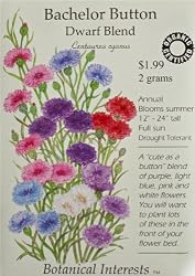 Bachelor Button Dwarf Cerified Organic Seeds 225 Seeds