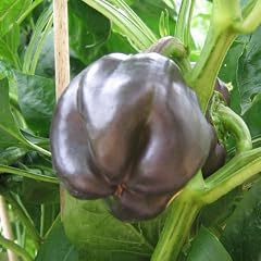 Fast schwarzes, s��es Paprika - Purple Beauty - 10 Samen