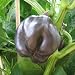 Fast schwarzes, s��es Paprika - Purple Beauty - 10 Samen