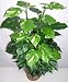 4' Double Silk Pathos Plant