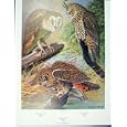 FINE ART OLD PRINT BIRDS BARN OWL SHORT LONG EARED 1939