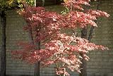 Red Japanese Maple Seedings - 3 pk of trees, 12-18 inches tall