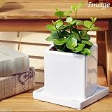 (観葉)ペペロミア ホープ 陶器鉢植え ～ダイスM WH～ 受け皿付 本州・四国限定[生体]