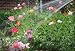 Watering Flowers in the Garden - 24