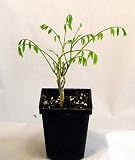 Blue Chinese Wisteria Vine - Outside Vine or Bonsai