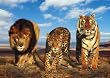 Wild Cats (Lion, Jaguar, Tiger) Art Poster Print - 36x24
