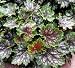 Marvelous Marbles Coral Bells 50 Seeds - Heuchera