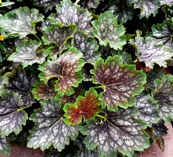 Marvelous Marbles Coral Bells 50 Seeds - Heuchera Marvelous Marbles Coral Bells 50 Seeds - Heuchera