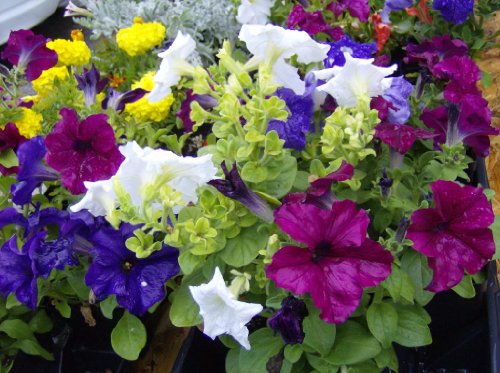 250 MIXED COLORS PETUNIA Flower Seeds 250 MIXED COLORS PETUNIA Flower Seeds