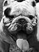 Excellent Close Up of English Bulldog at Morris and Essex Dog Show Photographic Poster Print by Alfred Eisenstaedt, 12x16