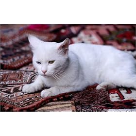 photographie White cat on carpet, Sultanahmet. est disperible en (L x H): 30 x 20 cm de D. Stribley