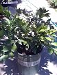 Dwarf Washington Navel Orange Tree Premium Five Gallon