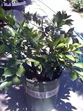 Dwarf Washington Navel Orange Tree Five Gallon by Monrovia