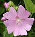 Rose Pink Mallow - 20 Seeds, 175 mg - Perennial
