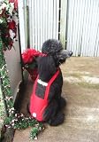 Joybies Festive Christmas Piddle Pants(tm) for Large Female Dog (Measuring 17-19 From Collar to Base of Tail)