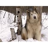 Alaskan Malamute Dog USA Premium Poster Print by Lynn M Stone 18x24