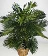 3' Double Potted Tropical Areca Palm Plant