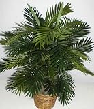 3 Double Potted Tropical Areca Palm Plant