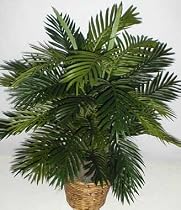 3' Double Potted Tropical Areca Palm Plant
