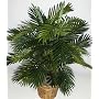 3' Double Potted Tropical Areca Palm Plant