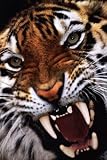 Bengal Tiger Close-Up by Unknown. CANVAS ROLLED. 24.00 inches width by 36.00 inches height. Highest Quality Art Poster Print
