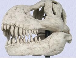 Museum T rex TYRANNOSAURUS SKULL REPLICA Dinosaur new