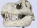 Museum T rex TYRANNOSAURUS SKULL REPLICA Dinosaur new