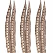 Lady Amherst Pheasant Tails
