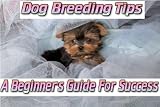 Dog Breeding Tips - A Beginner's Guide For Success