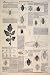 Aphis Vastator Potato Plant Insect Nature Smee 1847