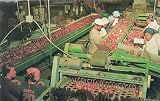 Post Card: PACKING APPLES IN CENTRAL GEORGIA, (Around Perry and Fort Valley, Georgia), Dick Deutsch Co. Inc. Hallandale, Fla,