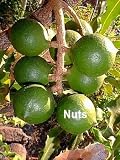 5 Macadamia Nut Seeds - Indoors/Out - Great Bonsai!