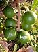 5 Macadamia Nut Seeds - Indoors/Out - Great Bonsai!