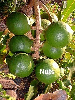 Macadamia Nut Seeds