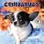 Chihuahuas 2009 Wall Calendar