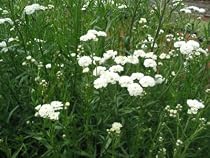Achillea ptarmica - Garten-Bertrams-Garbe, 6 Pflanzen