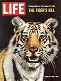 Tiger Art Print Poster by Stan Wayman