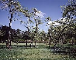 Avery Island Egret Roost Photograph - Beautiful 16"x20" Photographic Print by Carol M. Highsmith