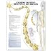 Book Understanding Multiple Sclerosis Anatomical Chart