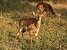 Nyala (Tragelaphus Angasi), Mala Mala Game Reserve, Sabi Sand Park, South Africa, Afr...