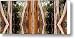 Aussie Bush Canvas Print / Canvas Art - Artist Andrew Dickman