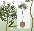 TWO 26" Artificial Myrtle Topiary Silk Plants with Bendable Trunk, with No Pot.