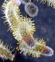 Giant Pussy Willow - Huge Catkins - Salix chaenomeloide