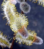 Giant Pussy Willow - Huge Catkins - Salix chaenomeloide