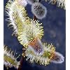 Giant Pussy Willow - Huge Catkins - Salix chaenomeloide