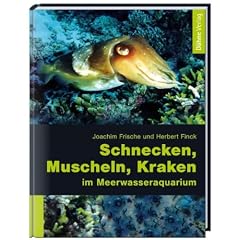 Schnecken, Muscheln, Kraken im Meerwasseraquarium