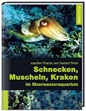 Schnecken, Muscheln, Kraken im Meerwasseraquarium