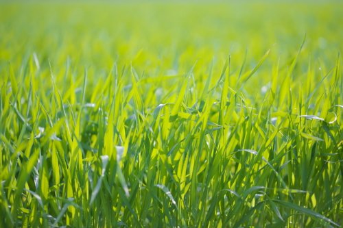 大绿色羽衣甘蓝汁山白竹年轻大麦,代购日本,国