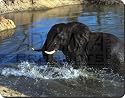 ELEPHANT in WATER Mouse Mat