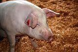 Pigs Head - 18